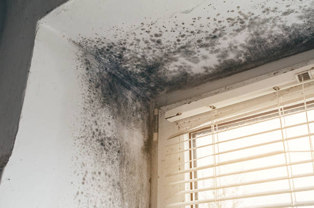 Affordable Basement Mold Removal solutions in Caldwell, NJ