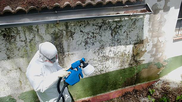 Top rated local Basement Mold Removal specialists in Caldwell, NJ